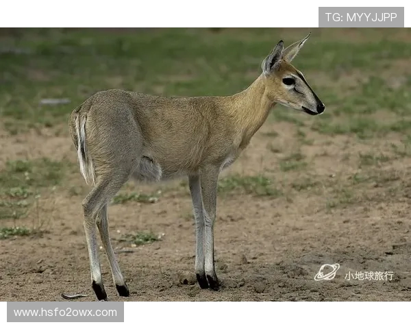 肯尼亚与坦桑尼亚的足球对决:历史战绩与未来展望 肯尼亚与坦桑尼亚的足球对决:历史战绩与未来展望